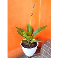 anthurium jemani