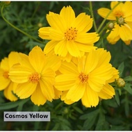 Bunga Cosmos Mudah Berbunga pokok panas