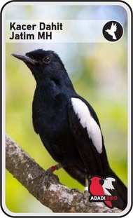BURUNG KACER DADA HITAM JANTAN