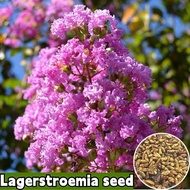 [พร้อมส่ง] ง่ายต่อการปลูกในประเทศไทย 100% เมล็ด Lagerstromia สด แพ็ค 300 เมล็ดดอกไม้ Lagerstromia สำ