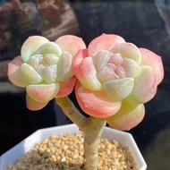 【1371 people praise】Boutique succulent ice jade pot plant cream ice soul high-end flower i【1371人好评】精