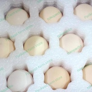 READY KODE 0846 TELUR FERTIL TETAS AYAM KAMPUNG MERAWANG ORIGINAL
