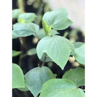 ANAK POKOK Roselle buah merun