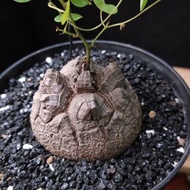 尖甲) 南非龜甲龍   6cm   連 花盆 塊根 植物 盆栽 Plant  caudex 非象牙宮【實拍。只此一盆】 👑 9年老店