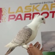 Burung Jinak Merpati Hias santinet
