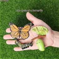 RADIANTBEAM Growth Cycle Model Chicken Kids Toy For Kid Butterfly Growth Cycle Plastic Models Scienc