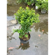 Sparrow guava (Chinese guava) mature cypress tree.