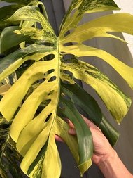 超大 黃錦龜背竹 觀葉植物盆栽