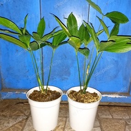 Anthurium Pentaphyllum /Anthurium Walisongo/ Anthurium Daun Singkong B