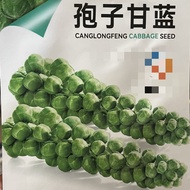 New Product Spore Kale Seeds Four Seasons Planting Small Cabbage Seeds Hug Seeds Kale Vegetable Seed