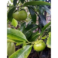 Anak pokok blacksapote jumbo / sapote / pokok puding coklat