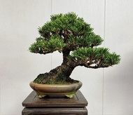 日本千壽丸黑松小黑霸