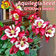 ปลูกง่าย ปลูกได้ทั่วไทย (200เมล็ด/ซอง) Mixed Colors Bonsai Aquilegia Seeds Aquilegia Flower Seeds fo