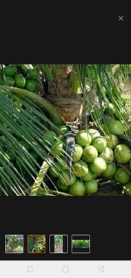 Bibit kelapa hijau hibrida super Genjah ( COD) bibit kelapa pendek hibrida besar batang batok besar