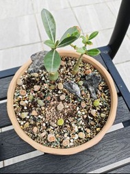 生石花沙漠玫瑰拼盤盆栽