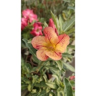 Adenium (Gold Fish) DESERT ROSE (Cambodia Flower Tree)-Zipper