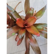 bromeliad neoregelia Maria