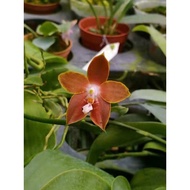 Phalaenopsis venosa(species)