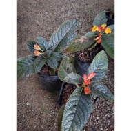 Begonia Black mamba orange flower begonia plant