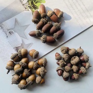 Mori Series Natural Dried Acorn Dried Fruit Large Acorn Round Acorn Decoration Handmade Dried Flower