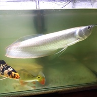Arwana Silver Red 50 cm