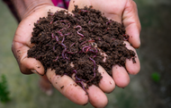Vermicomposting Vermiculture Earth Worms / Cacing Tanah