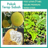 PBN - pokok terap Sabah - tarap cepat berbuah marang hybrid Fragrant jackfruit borneo buah Kota Kina