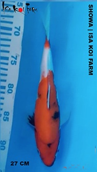 Promo Ikan Koi Import Showa 29 cm Sertifikat ISA Koi Farm Jepang