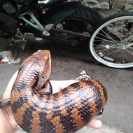 kadal panana skink