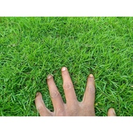 Japanese GARDEN GRASS 1 SQUARE METER