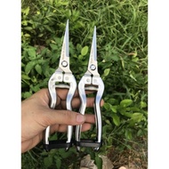 White stainless steel pruning shears