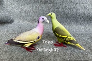 Paket Jontrot Pemikat Burung Punai Gading dan Punai Hijau