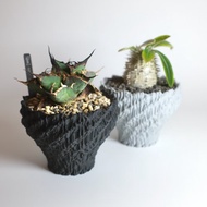 CBP002植木鉢 耐熱/室外/原創設計/多肉塊根植物/盆器盆栽/送禮