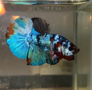Cupang 1 PAIR MULTICOLOUR COPPER