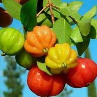 KWALITAS TERBAIK Dewandaru Bibit Tanaman Buah Dewandaru Cermai Merah Cermai Belanda siap Berbuah