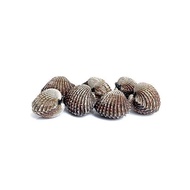 G16 - Cockles 1kg (Kerang)