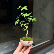 日本宗像一蒼鉢∣銀楓迷你盆栽 茶道風格