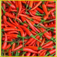 ➹ ≅ – SILING LABUYO PLANT SEEDS