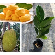 ANAK POKOK NANGKA MADU J33 KAHWIN (HYBRID). NANGKA MADU. CEPAT BERBUAH