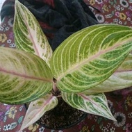 Tanaman Hias Aglaonema Golden Siam - Aglonema Legaci Hijau Moonlight