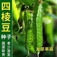 現貨  特價 小欣百貨  四棱豆種子苗秧豆角四角皇帝豆種籽四季蔬菜菜籽孑龍豆四棱豆種籽