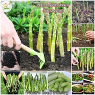 [Fast Delivery] 50pcs Asparagus Seeds for Planting Heirloom NON-GMO Asparagus Seeds F1 Organic Healt