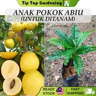 Anak Pokok Abiu Untuk Ditanam Pokok Hidup Real Live Plant Golden Fruit 黄金果