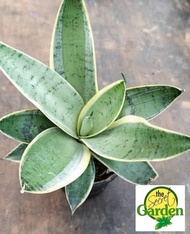 Snake Plant Silver Owl or Sansevieria Trifasciata Hahnii Silver Marginata (Rare) with FREE plastic p