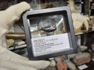 暴龍/霸王龍牙齒化石 美國白堊紀恐龍 Tyrannosaur