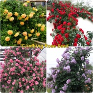 Singapore Hot Sale 100pcs Mixed Climbing Rose ​flower Seeds for Planting Gardening Pots Flowering Live Plants Indoor