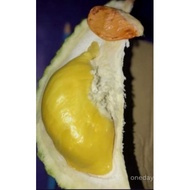 POKOK DURIAN D186 NASI KUNYIT TERENGGANU