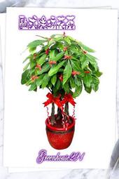 【歐式綠坊花苑】 [gtp182] 發財樹(馬拉巴栗)/落地大型125cm~ 鴻猷大展 ~ 新北市林口區專業花禮外送服務