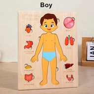 Mainan Montessori Puzzle Organ Tubuh Manusia Laki Laki Perempuan Puzzle Games Human Body Mainan Puzz