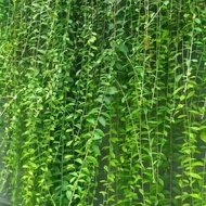 Lee kuan yew plant Vernonia Eliptica Curtain Creeper